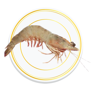 KOPDI