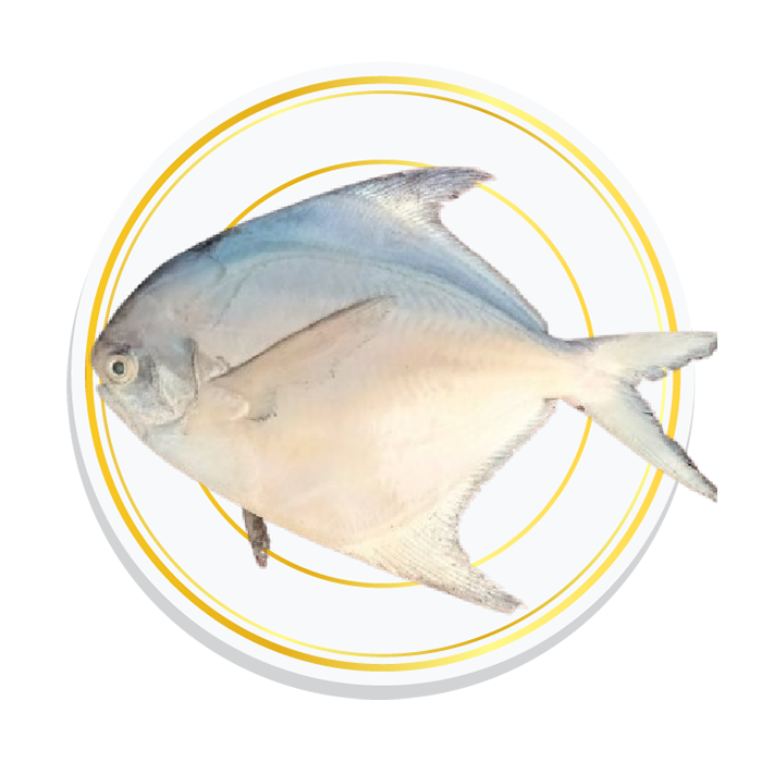 WHITE POMFRET