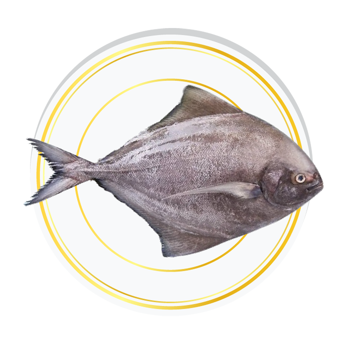 BLACK POMFRET