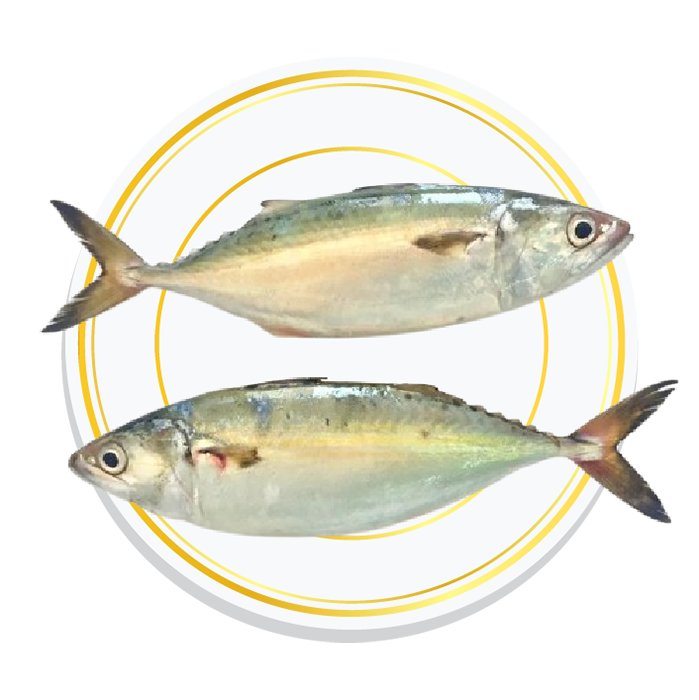 INDIAN MACKEREL