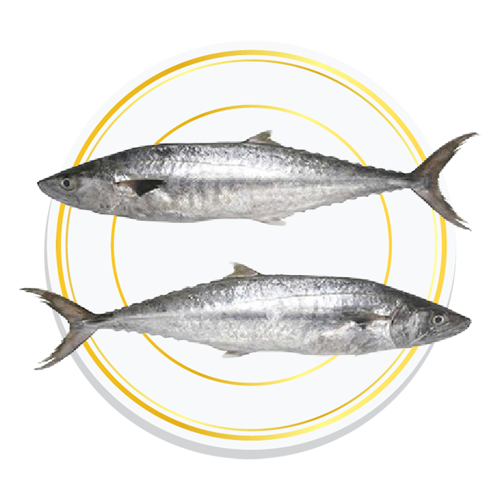 SEER FISH / SURMAI