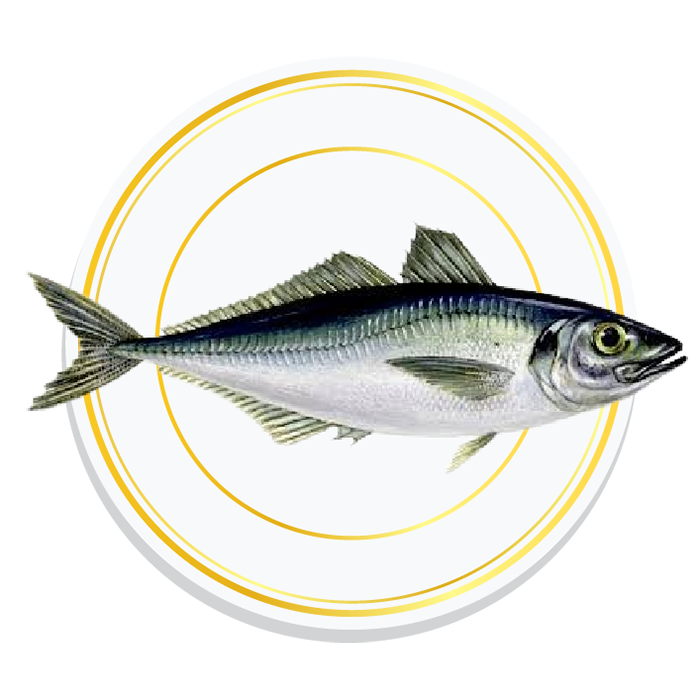 HORSE MACKEREL