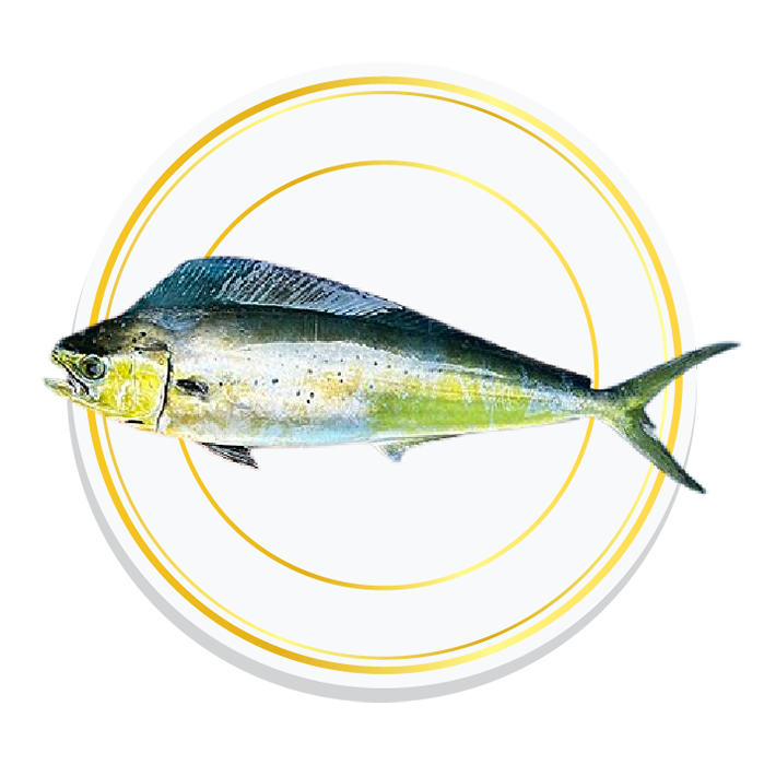MAHI MAHI FISH