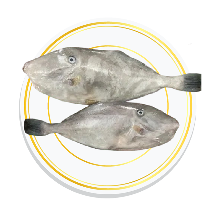 LEATHER FISH