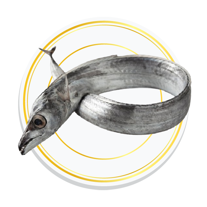 RIBBON FISH
