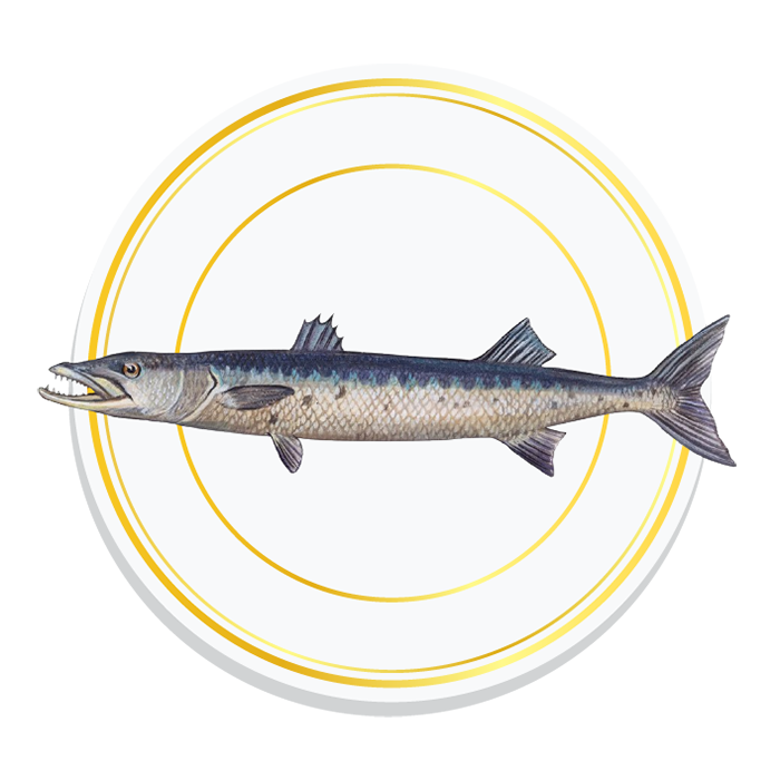 BARRACUDA