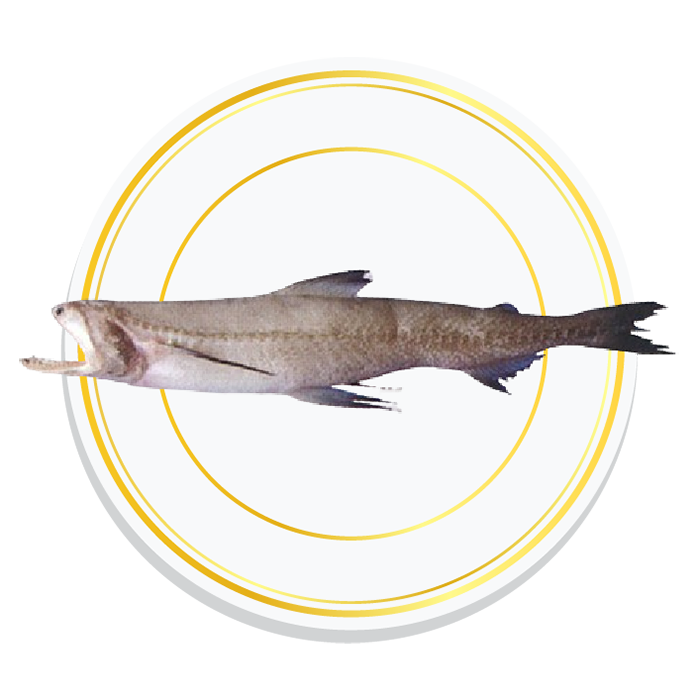 BOMBAY DUCK