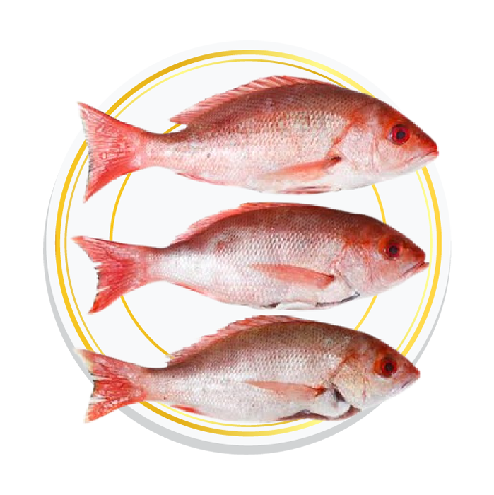 RED SNAPPER