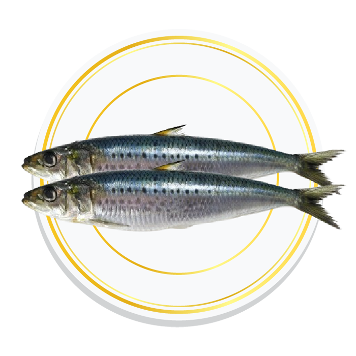 SARDINE FISH