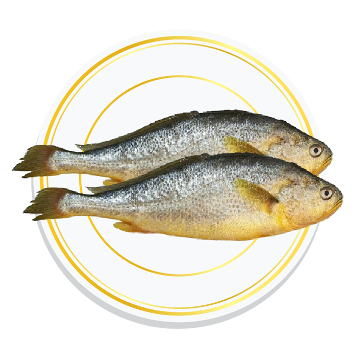 YELLOW CROAKER