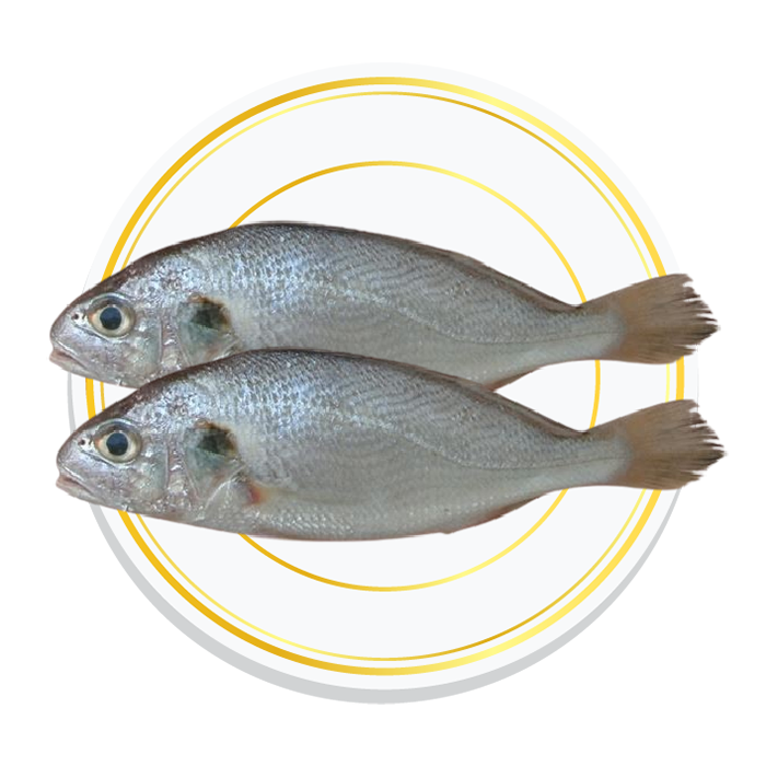 SILVER CROAKER