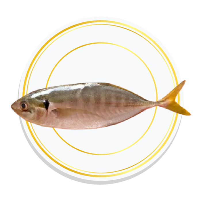 YELLOW TAIL SCAD