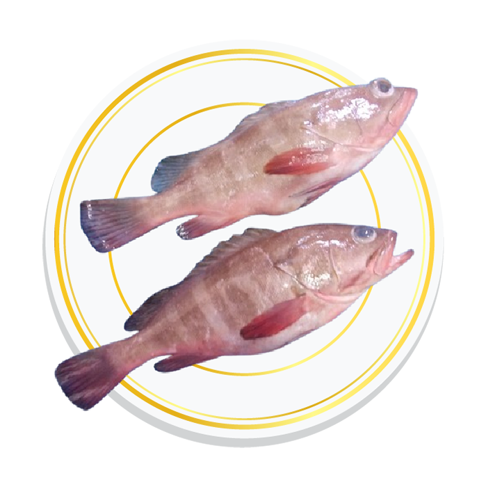 REEF COD