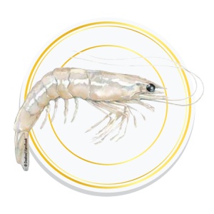 WHITE PRAWNS