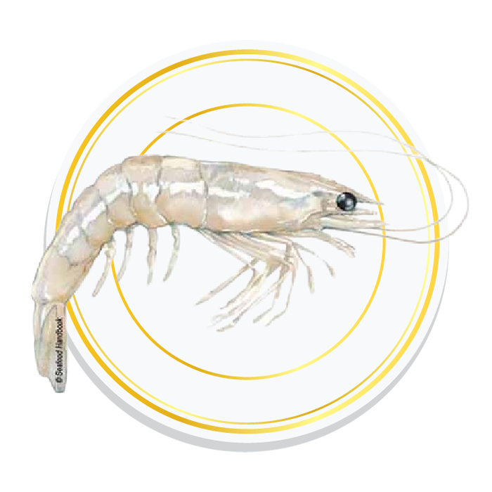 WHITE PRAWNS
