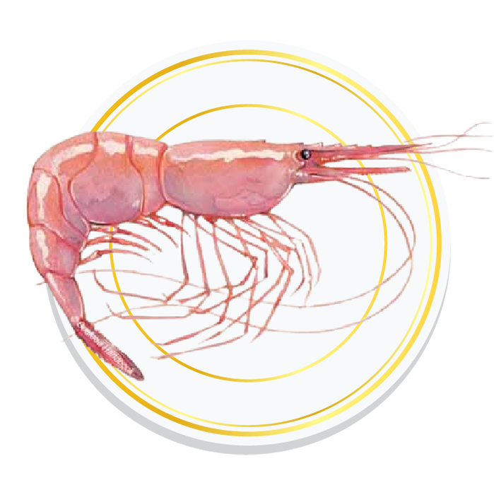 PINK SHRIMPS