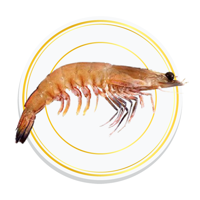 BROWN SHRIMPS
