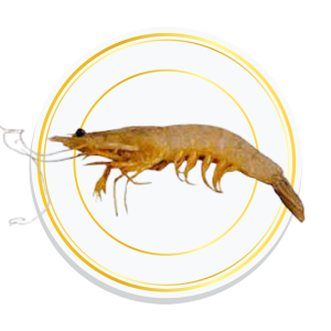 POOVALAN