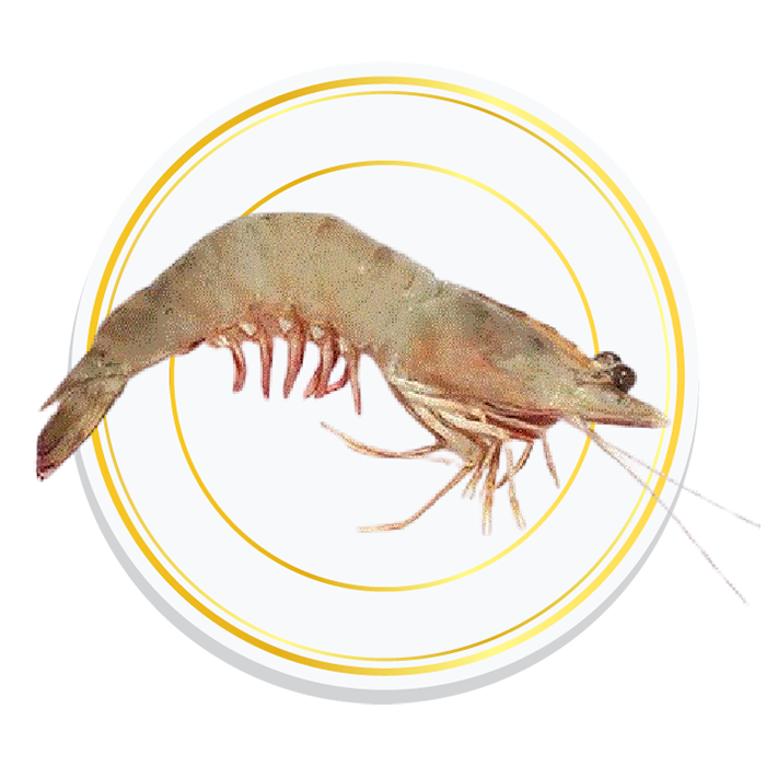KOPDI