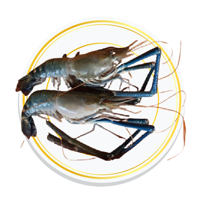 SCAMPI