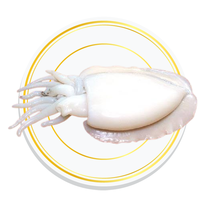 CUTTLE FISH WHOLE CLEANED