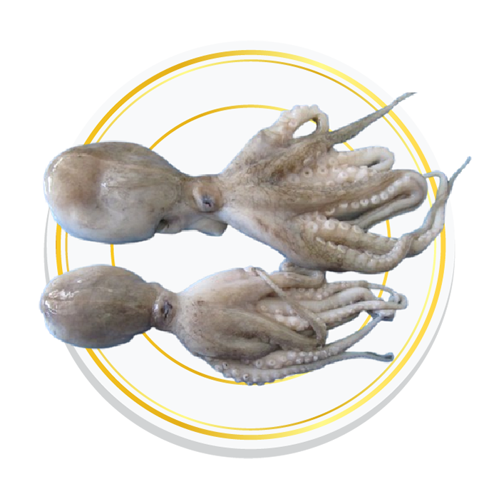 OCTOPUS WHOLE CLEANED